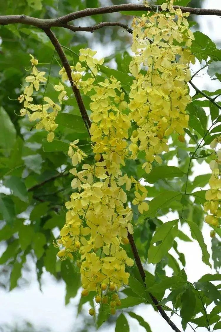 实用分享丨30款大型开花树种介绍，白似雪、黄似阳、红似霞，美翻