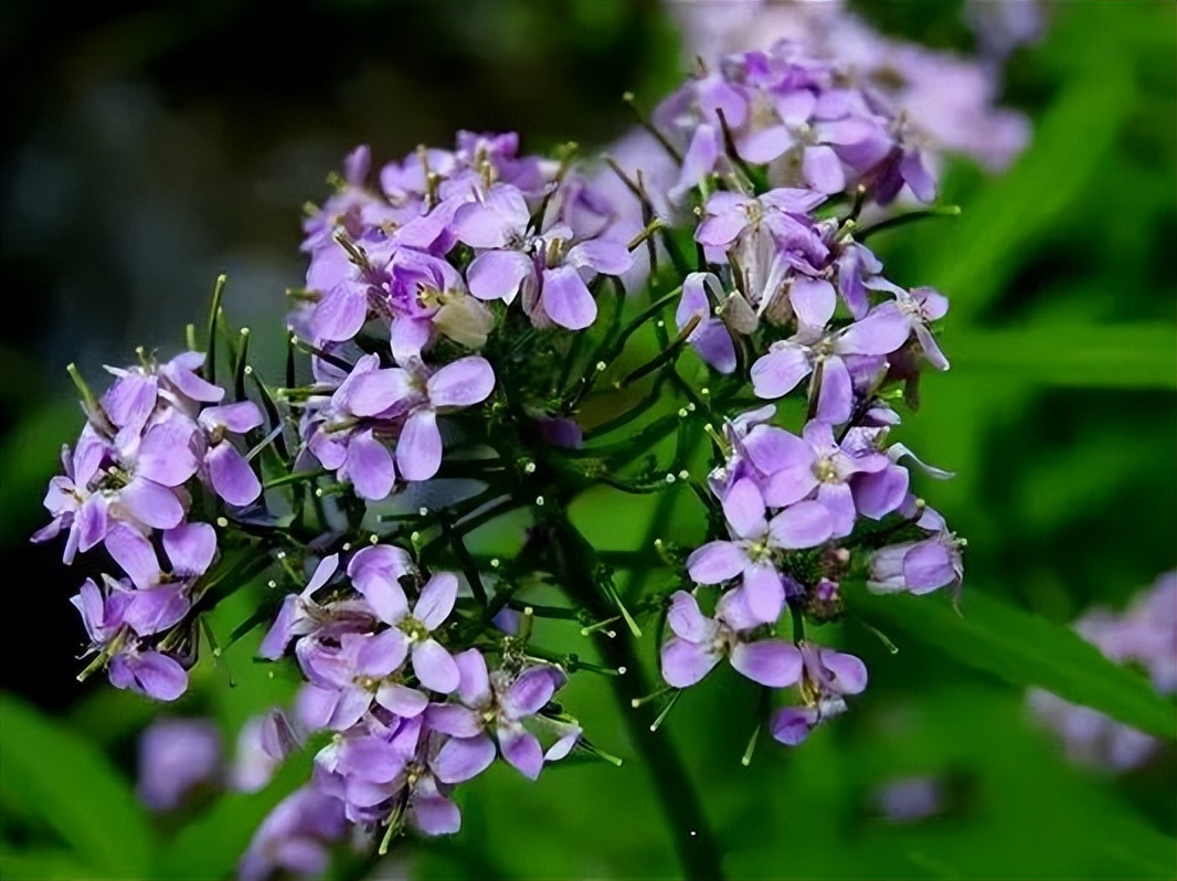 醉美拍點(diǎn)推薦 | 壯美！陜西南鄭油菜花海登陸央視新聞“春天里的中國”