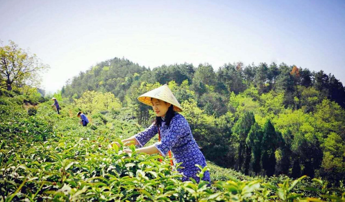 商南茶：老百姓眼里的“金叶子”