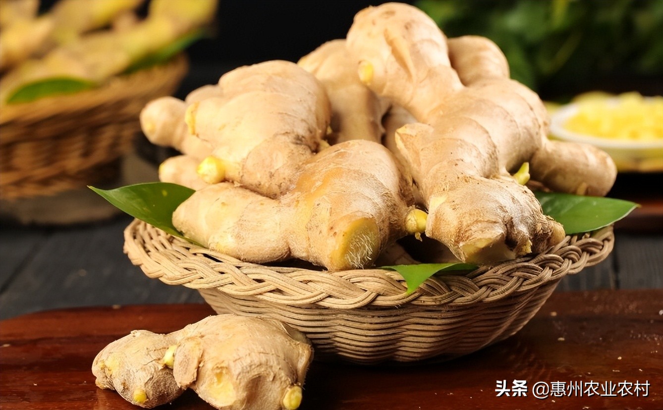 生姜优质高产栽培关键技术 天天看点