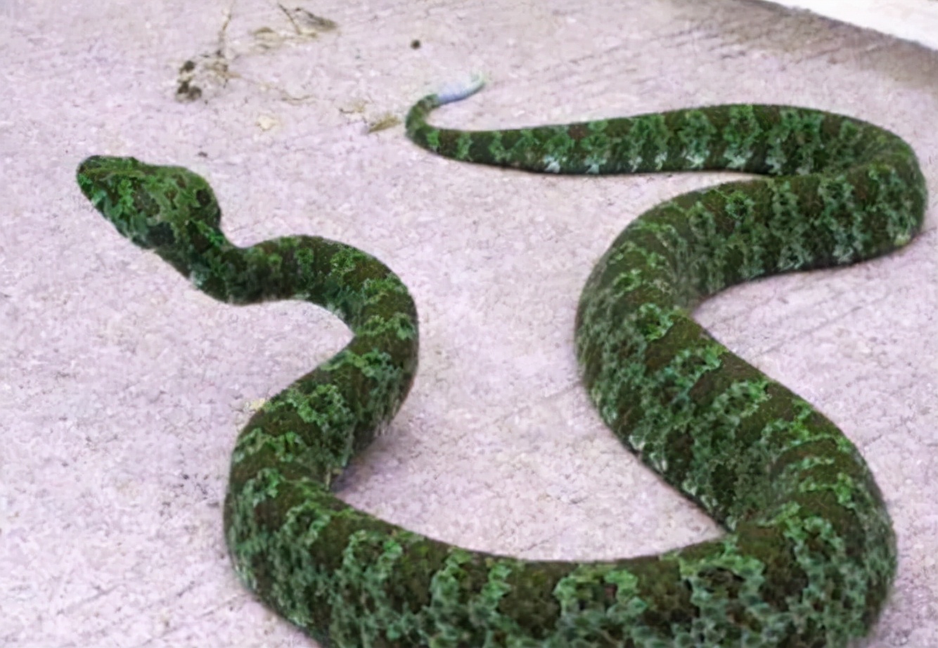 烙铁头蛇图片(1989年) - 赤虎壹号