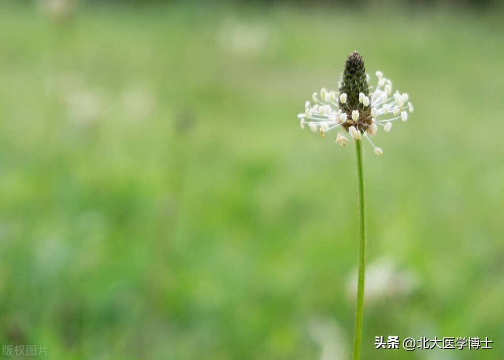 车前草的功效与应用 车前草可以降尿酸吗？