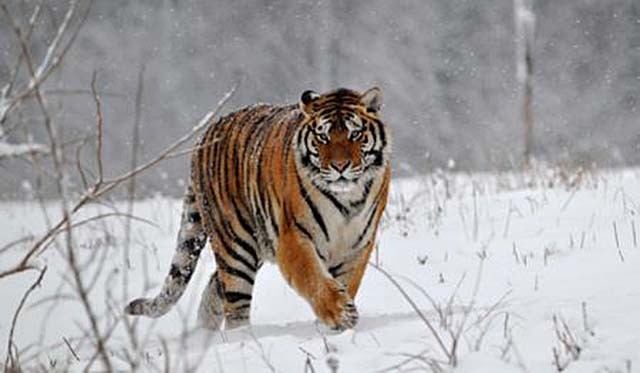 轰动一时的八达岭老虎咬人案：幸存者索赔百万失败，因毁容无工作