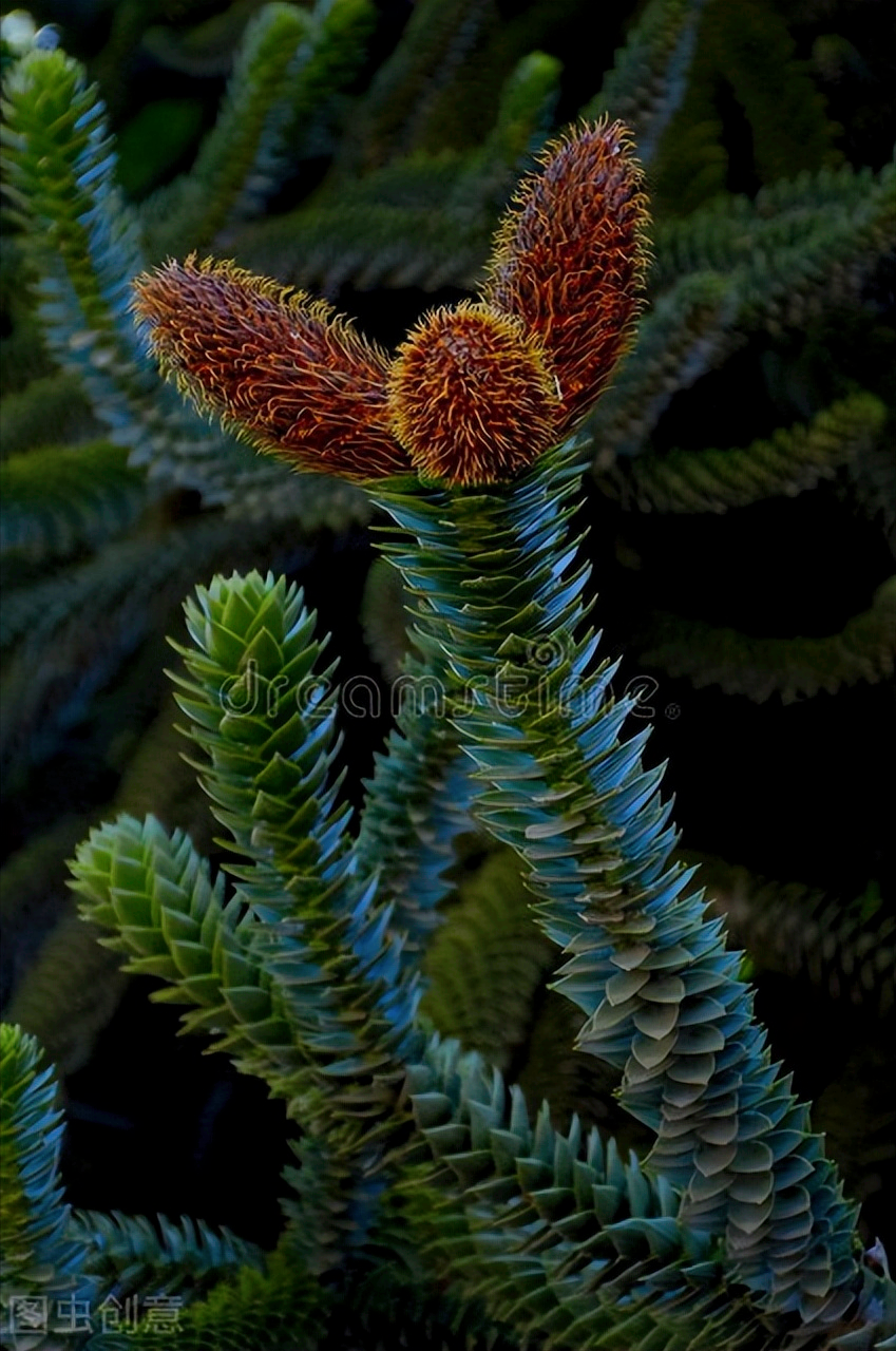 一花一深爱，春暖花开爱钟情，鸟语花香情如画，赏心悦目醉人心