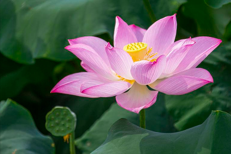30首唯美荷花诗词，让诗意的荷花给你带来夏日的美好
