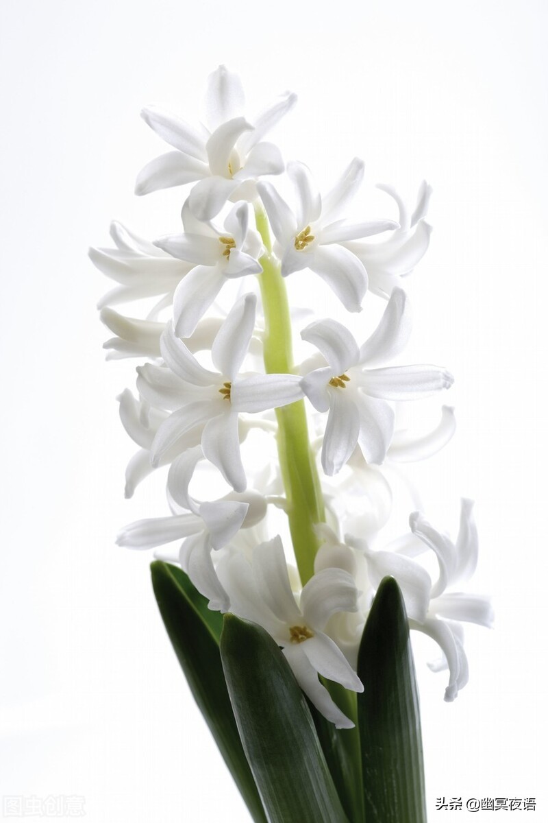白色风信子花语(幽冥随笔—白色风信子)