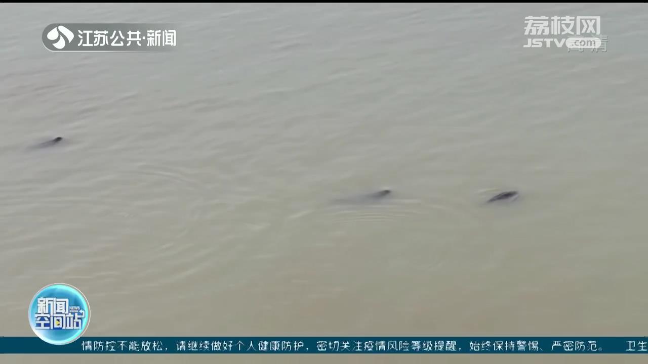 镇江：无人机拍下江豚结伴出游 春日“微笑天使”水面嬉戏