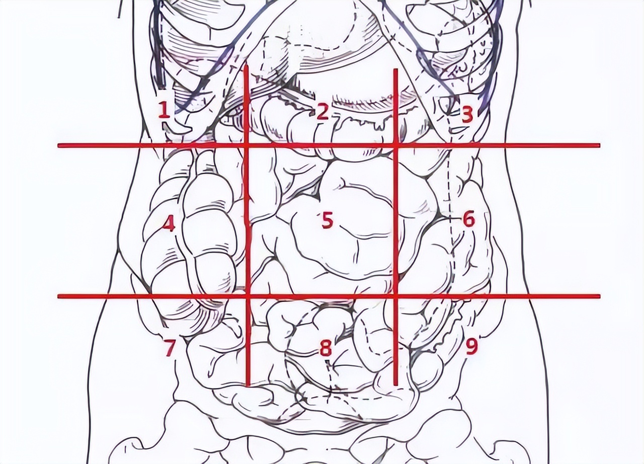 腹部结构层次图片
