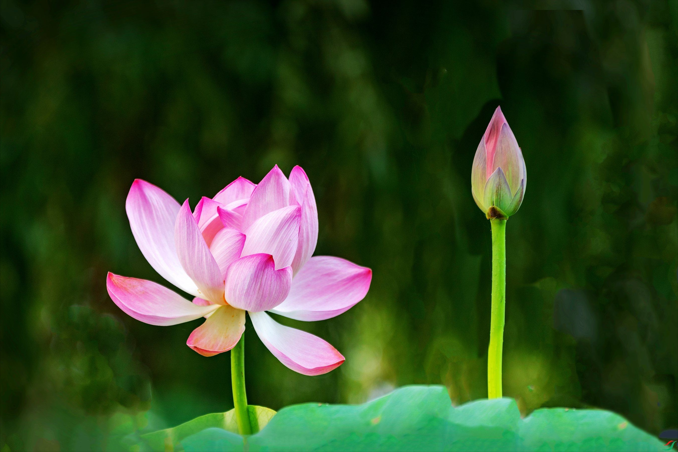 30首唯美荷花诗词，让诗意的荷花给你带来夏日的美好