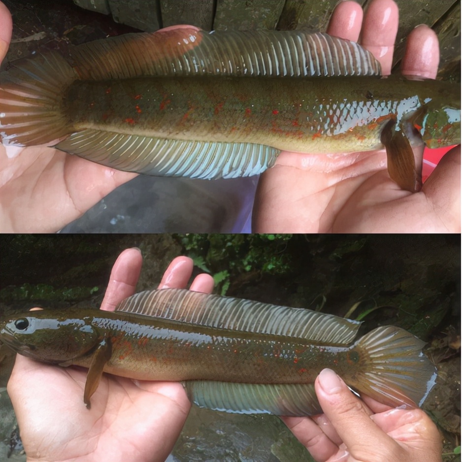 七星魚多少錢一斤酷似泥鰍的小魚