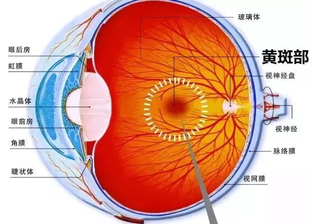 科普：黃斑和黃斑病變是怎么回事