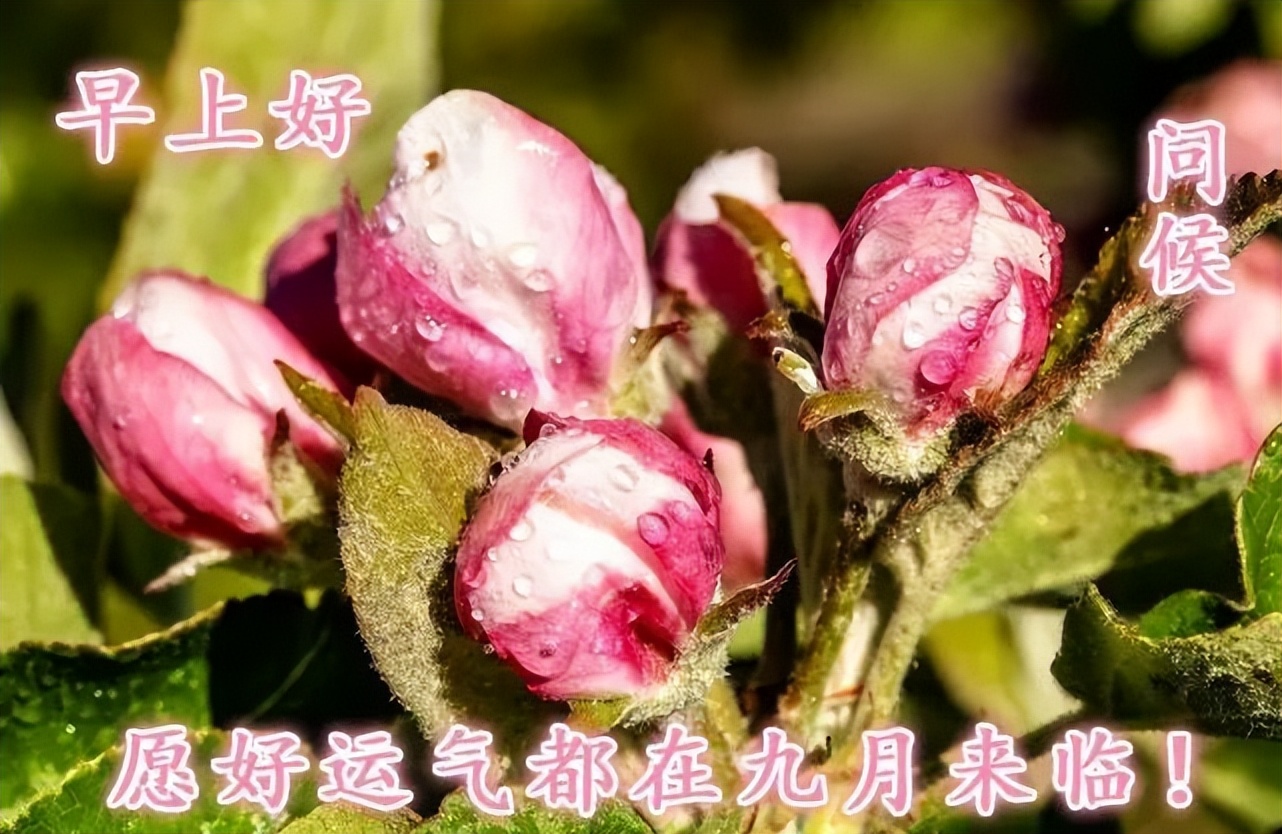 新的一周漂亮的早安祝福表情文字图片 知足是人生在世最大的幸事图片
