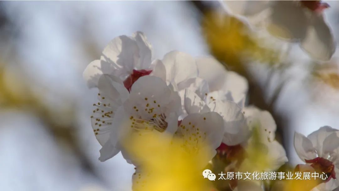 线上展览|“山河春意 锦绣太原——花的世界”主题摄影线上图片展（十七）