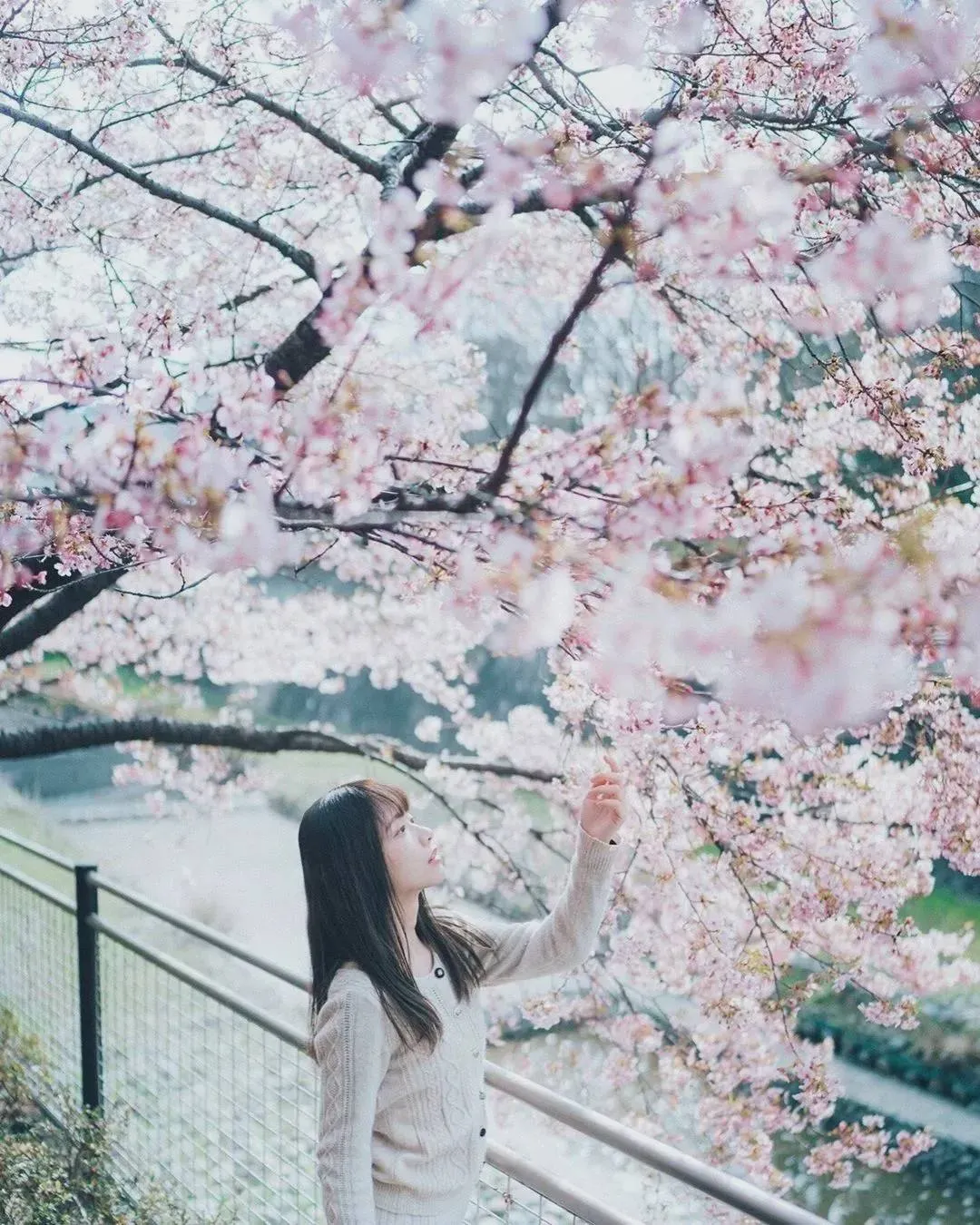 清新唯美的樱花人像