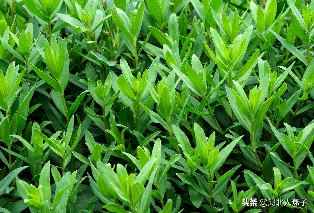 夏季摘野菜，送你61种野菜大图鉴，让你轻松认识各种野菜和吃法