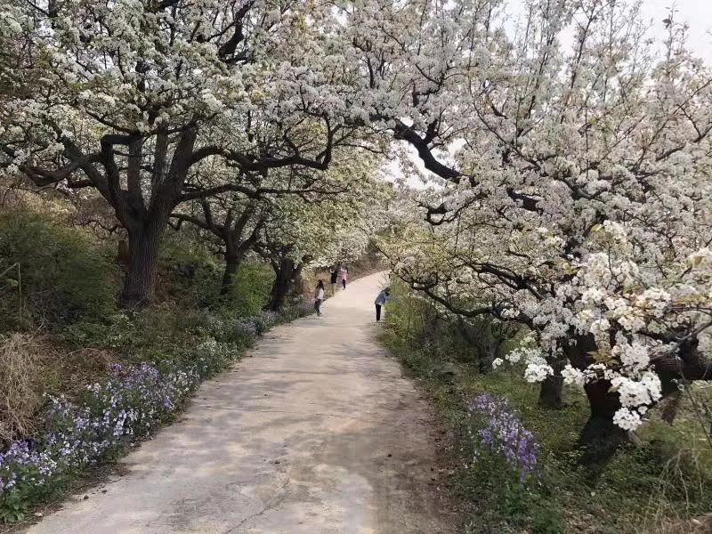 北京市平谷区镇罗营镇万亩梨花邀您共赏多图