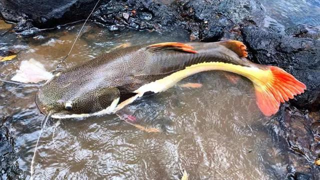 铁背鱼长什么样，95种禁放水生物图片介绍