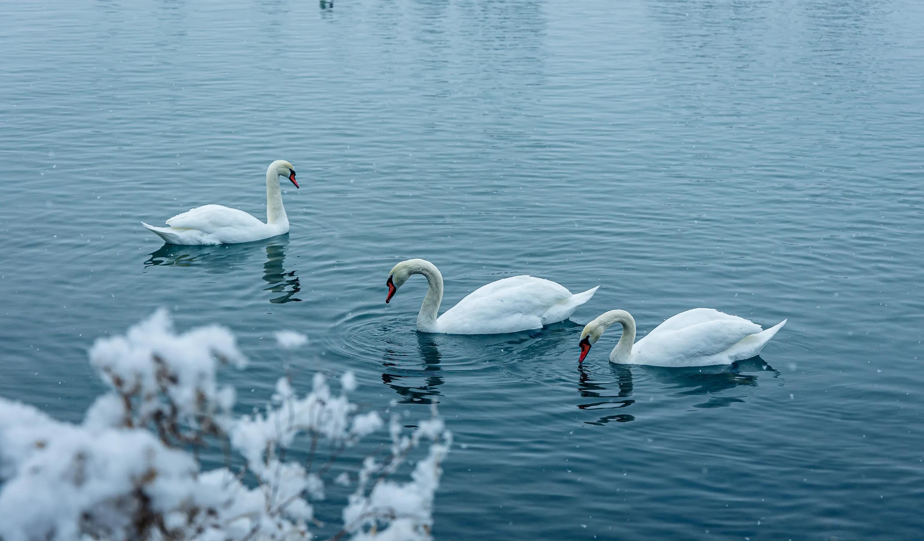 天鹅湖的故事(天鹅湖的故事完整版)-我的快乐小窝