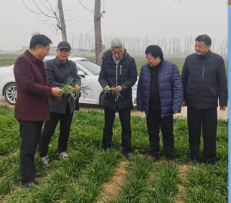 南阳市农科院：小麦要丰收 春季田间管理五要点