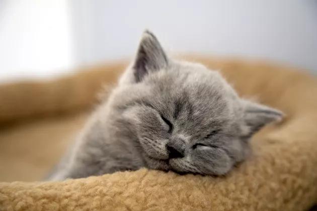 猫发烧的症状有哪些，怎么处理