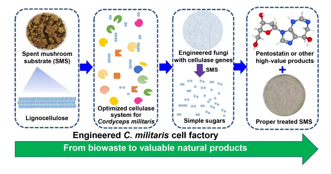 上海农科院团队用食用菌作抗癌药物「细胞工厂」丨专访邹根