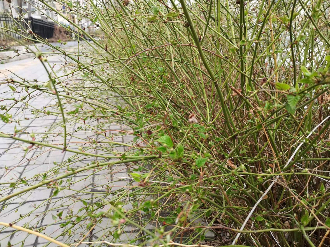开黄花的植物名称大全（这6种小黄花谁才是真正的迎春）