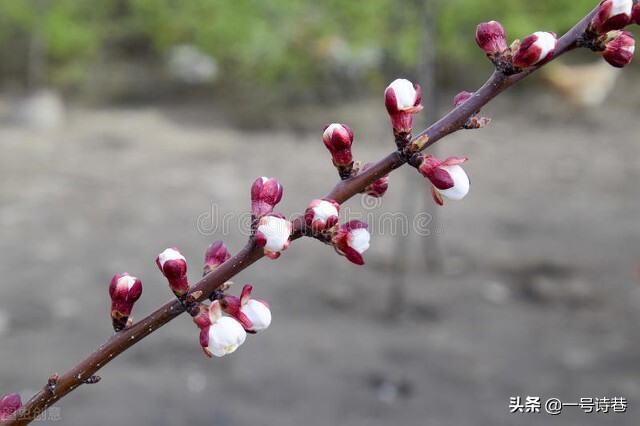 7首诗写杏花，不负春光，留住春天