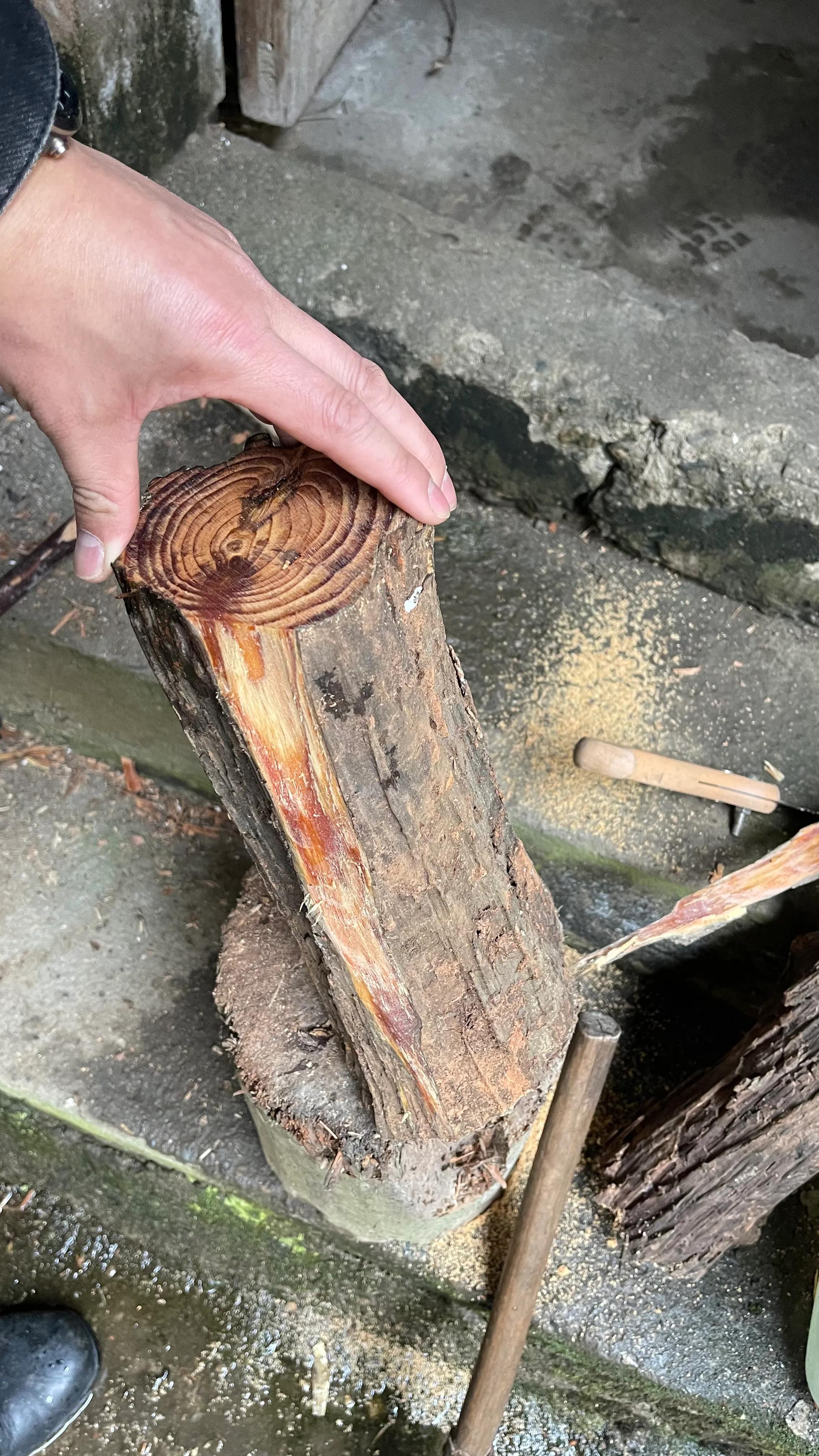 东北琥珀木的危害 -生活知识库-动动脑