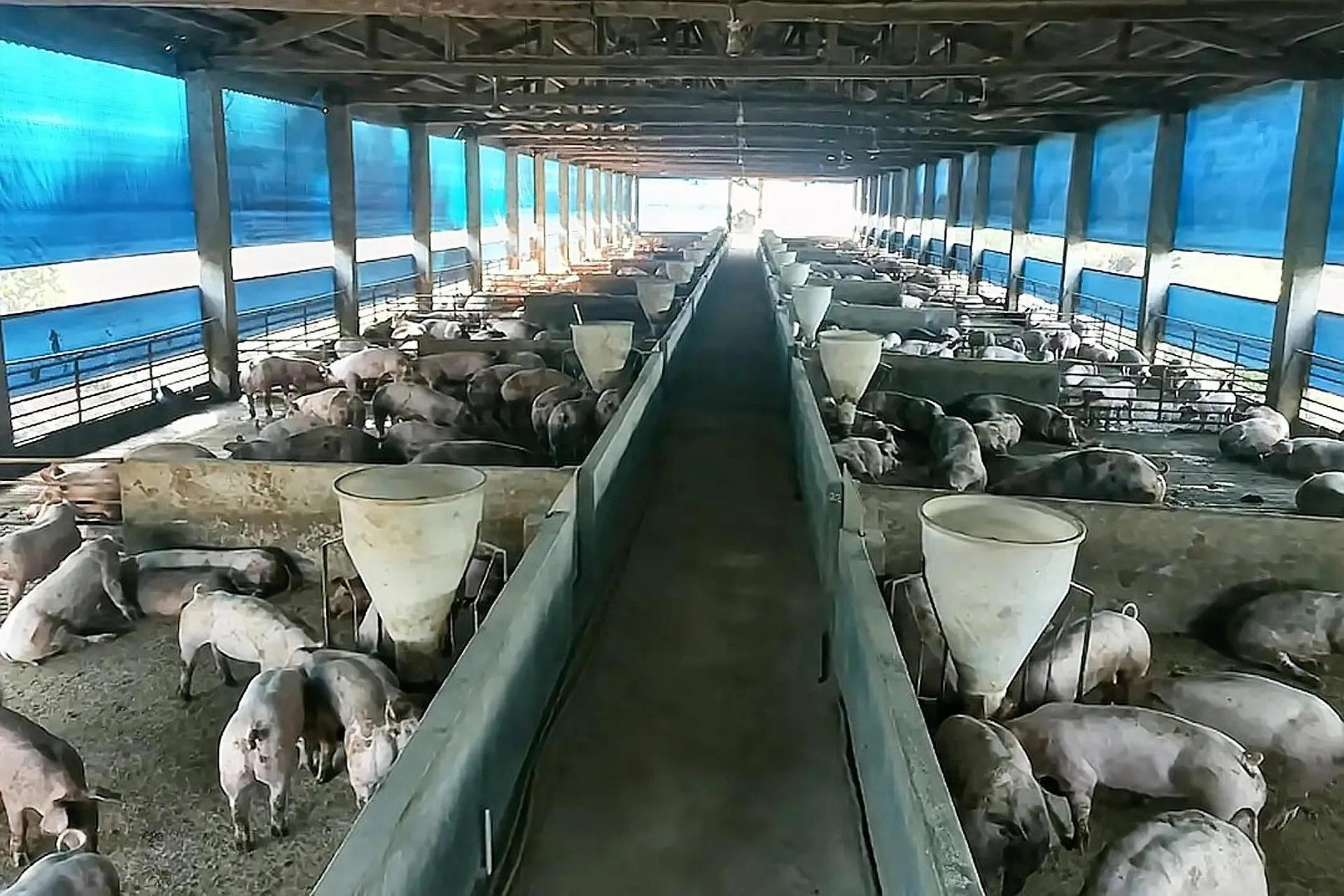 想养猪又怕遭遇“寒冬”，怎么办？老农：用合同养殖模式比较靠谱