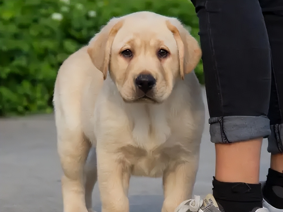 "性格超好"的6种大狗,养了不吃亏