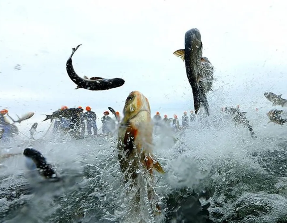 千岛湖有机鱼一网捞3万多公斤曾爆有洗澡鱼如何判断67