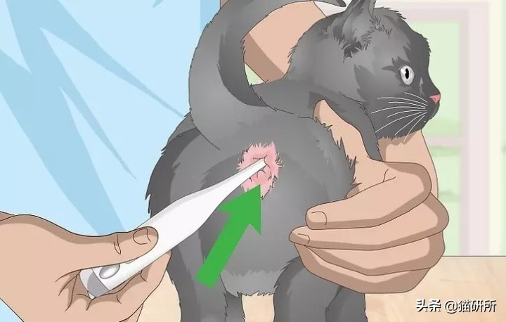 猫咪耳朵热热的，是生病了吗？
