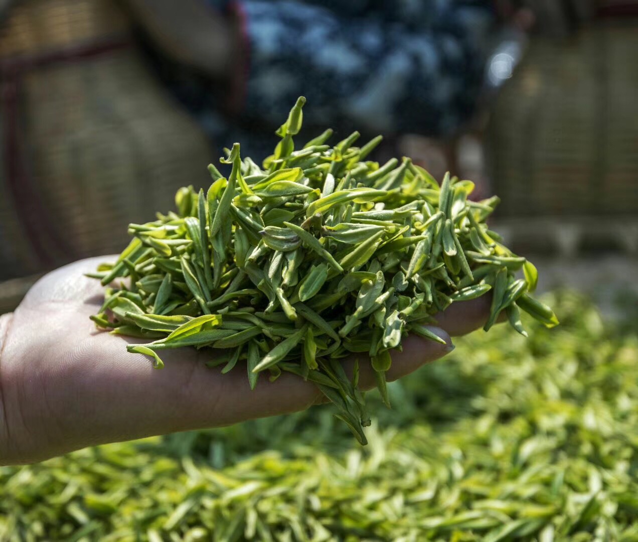 哪里产的绿茶最好？除了10大名茶，还有哪些小众绿茶，你喜欢哪种