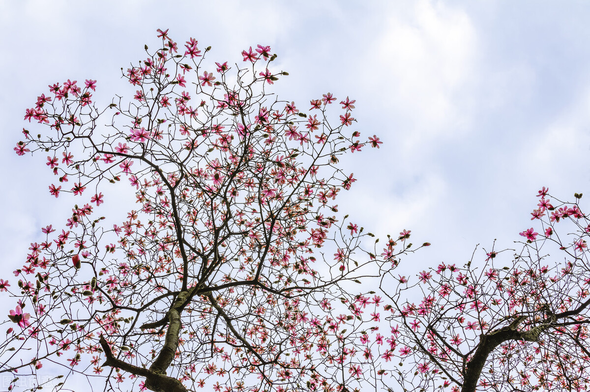 天涯各安，相思绵绵，见或不见，想你永远