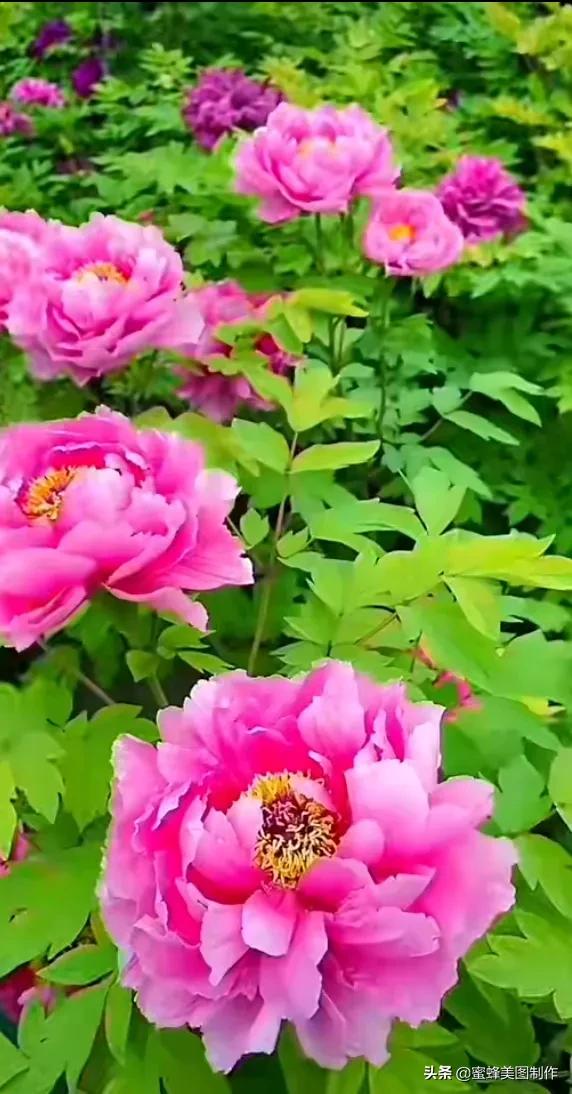 春末夏初,百花争艳,娇艳欲滴,令人神往