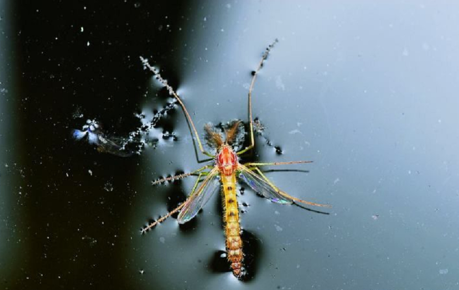地龙多少钱一斤(水蚯蚓)
