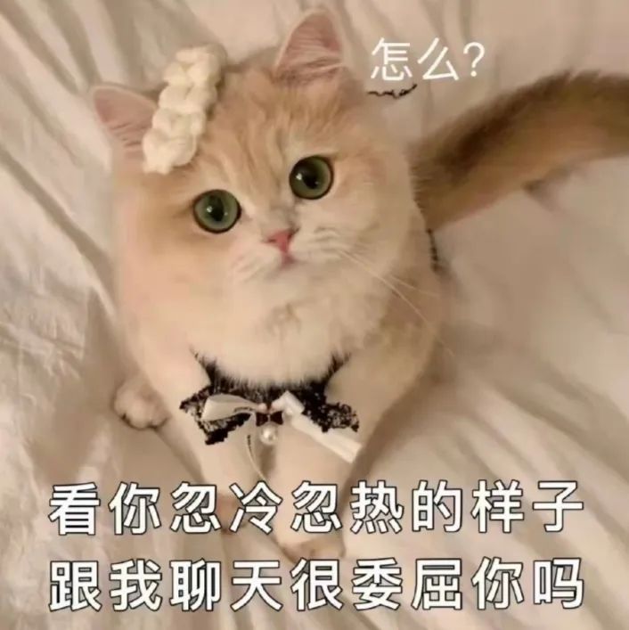 小猫咪问号脸表情包