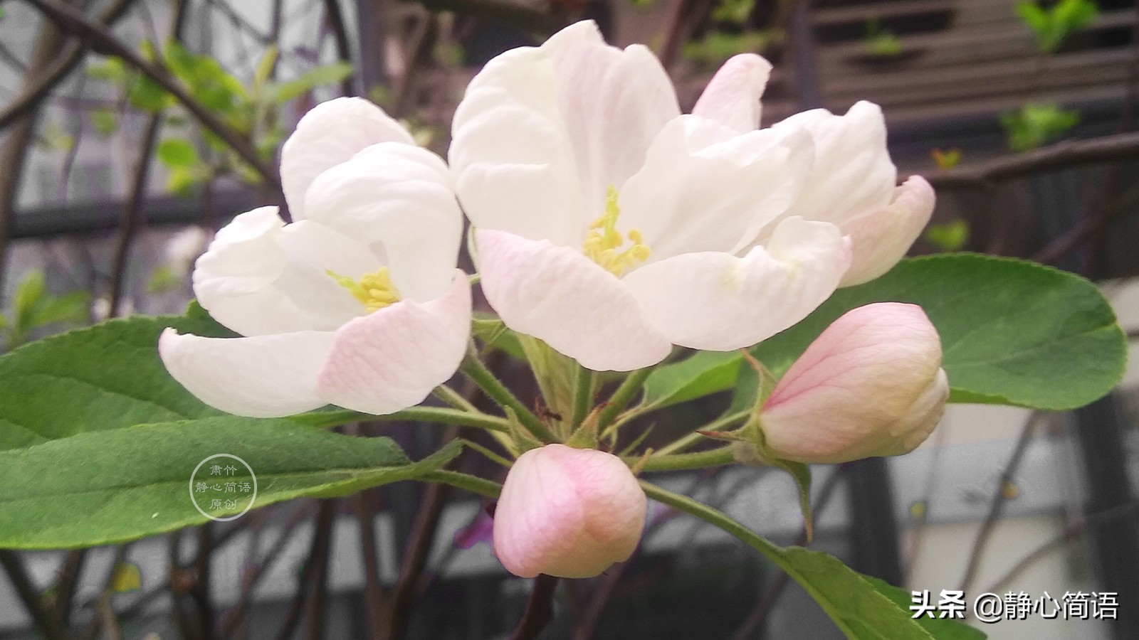 你是我心头柔软的风，吹过岁岁年年的花落花开