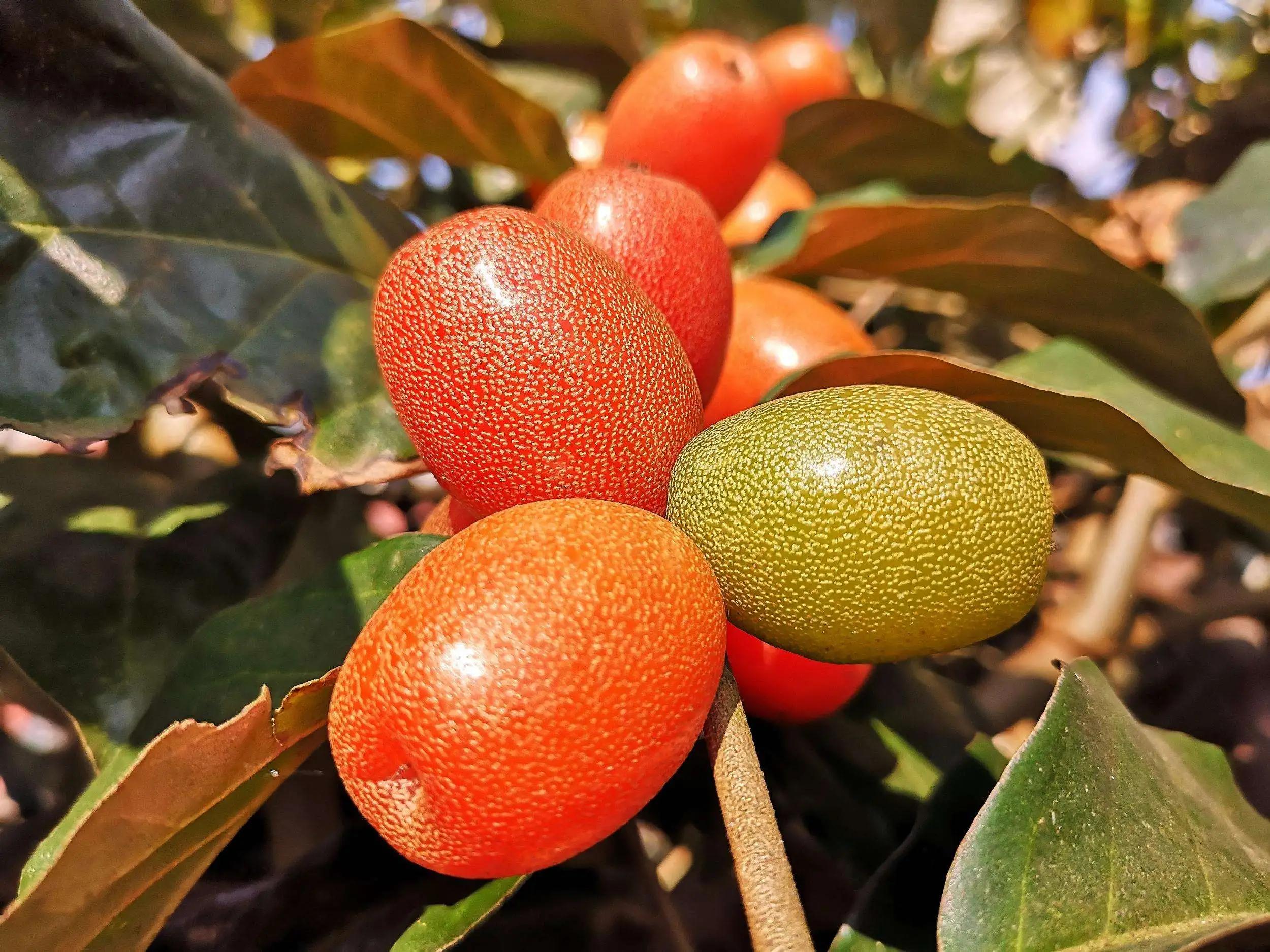 贵州山里的野果,你吃过哪几种?