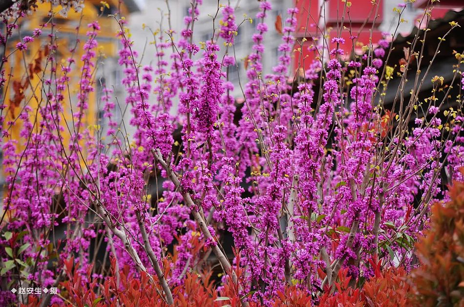 疫情挡不住春天的脚步，小编带你去看古城秦州的春暖花开