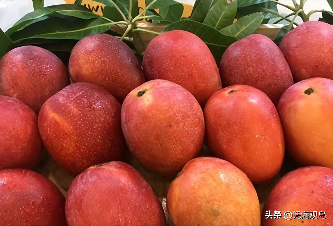 銷往香港的芒果被銷毀，台當局屢教不改，叫囂水果不會傳染新冠