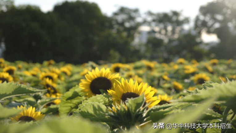 急速升温！这个夏天，华中科技大学将成全国“最火热”大学！吸引世界目光！