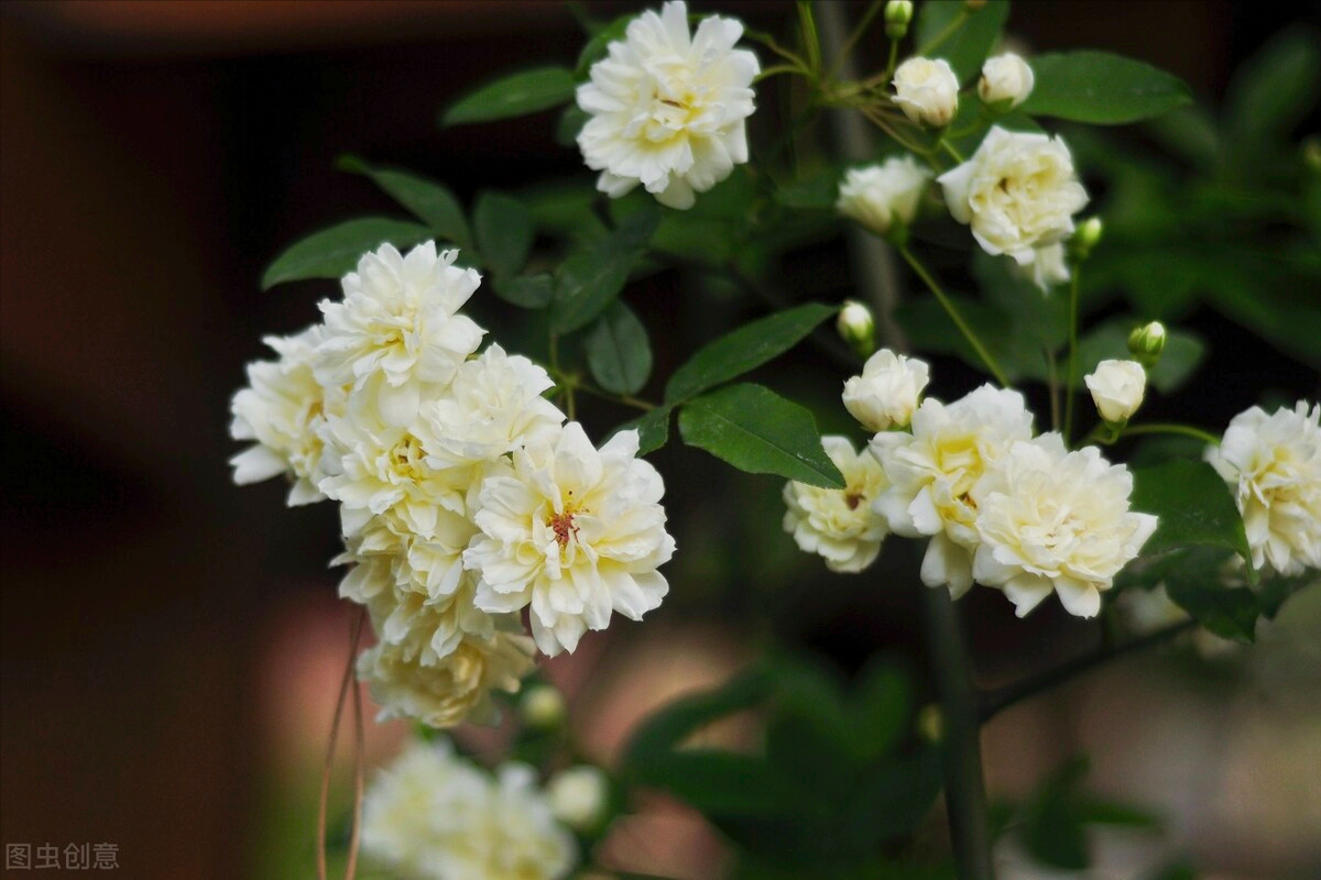 赞美盆景的句子(一花一世界) - 火句子