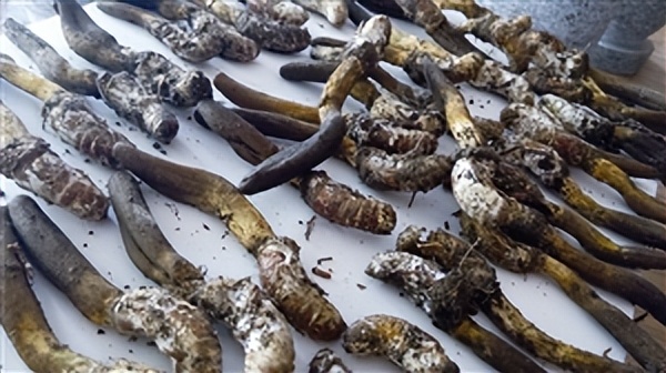 金蟬花是什么？和冬蟲夏草有什么關(guān)系？