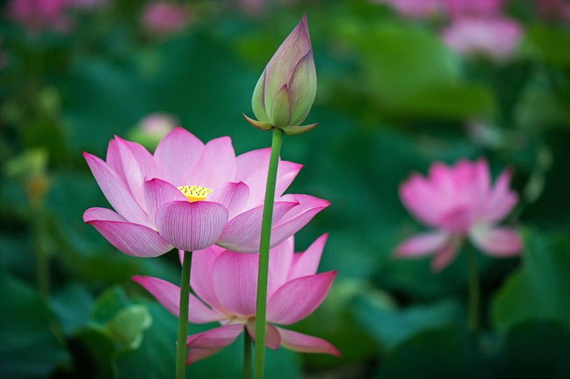 30首唯美荷花诗词，让诗意的荷花给你带来夏日的美好