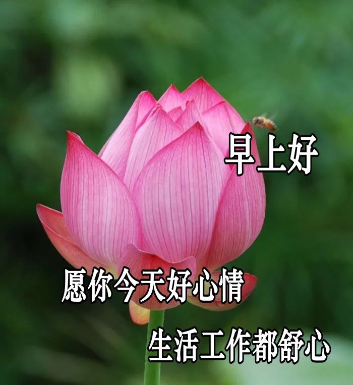 最新早上好祝福图片 愿你活成最好的模样 温柔了岁月、惊艳了时光图片