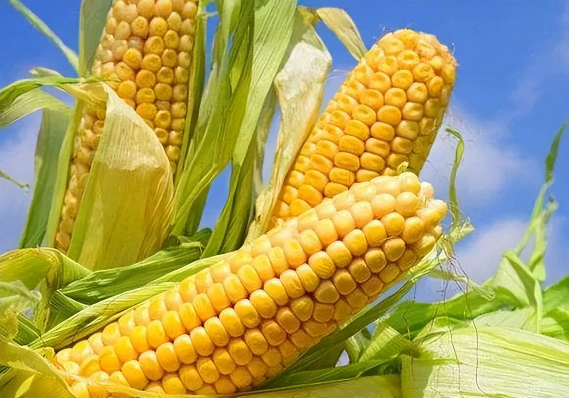我們都喜歡吃玉米，可黃玉米、白玉米和黑玉米哪種好呢？