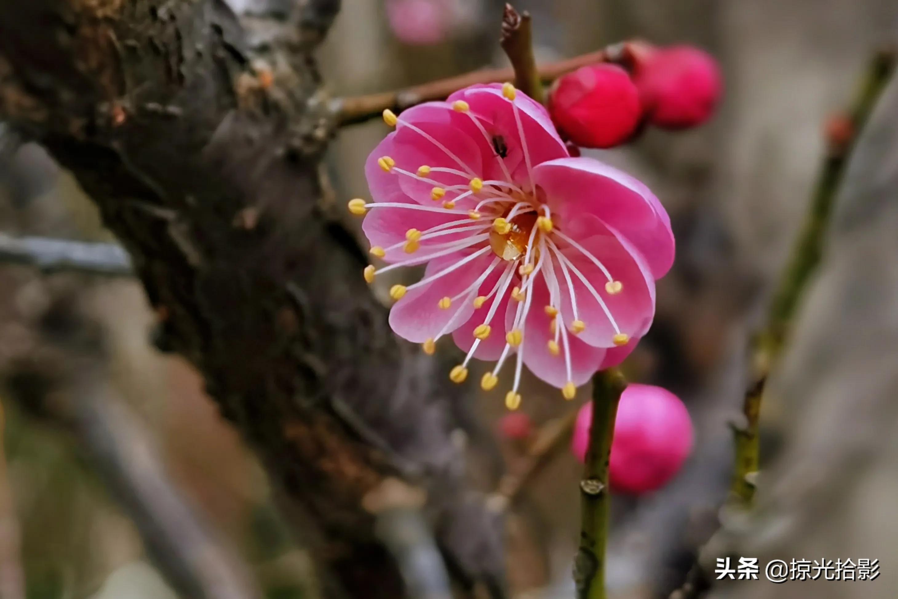 从构图下手,拍出梅花的韵律.