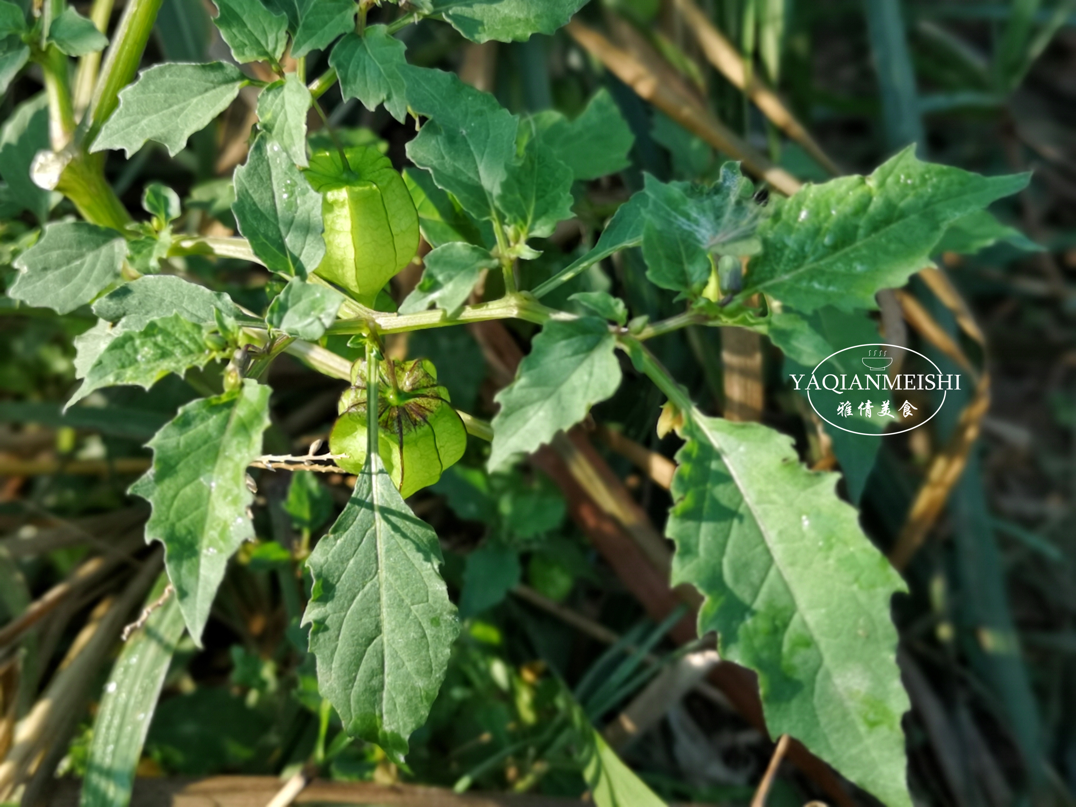 白花菜果实图片