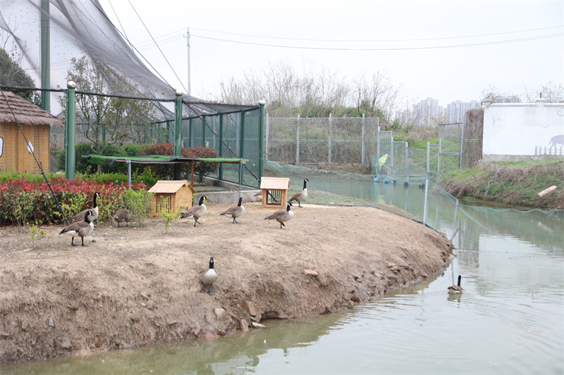 虎福齊臨門，春風(fēng)踏青來 臨泉魔幻動(dòng)物園4月1號(hào)恢復(fù)開放